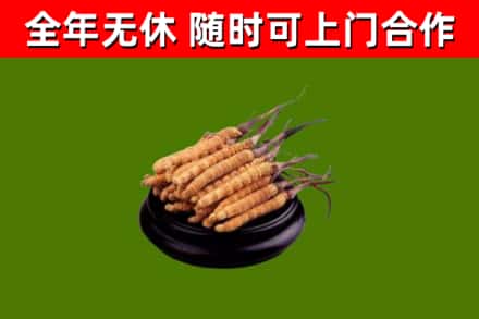 金东区回收冬虫夏草