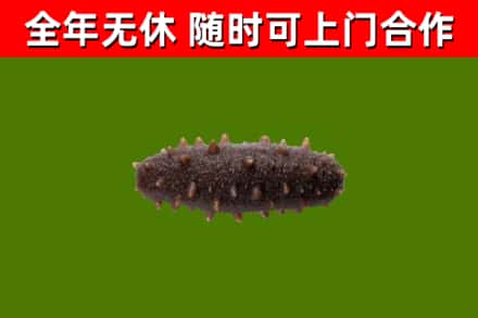 金东区回收海参干